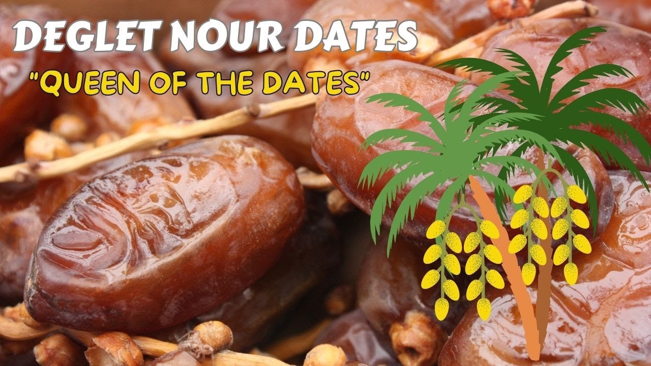 The History of "Deglet Nour Dates" and Benefits (Queen of the Dates) || About Deglet Nour Dates 🌴👈