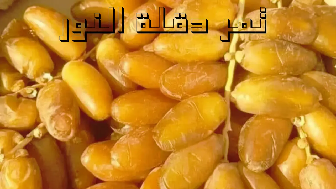 تمر دقلة نور