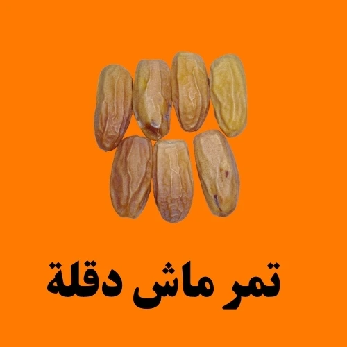 تمر ماش دقلة