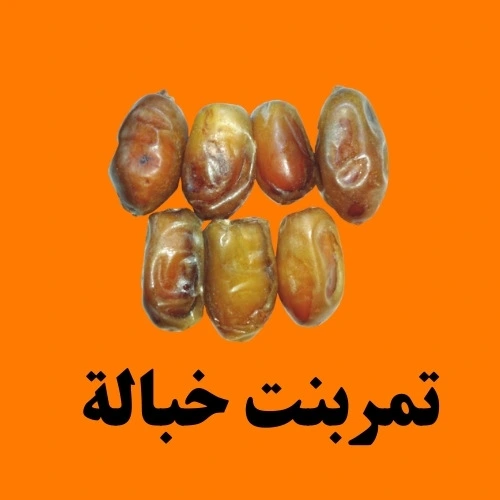  تمربنت خبالة