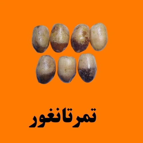 تمرتانغور