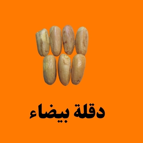 دقلة بيضاء