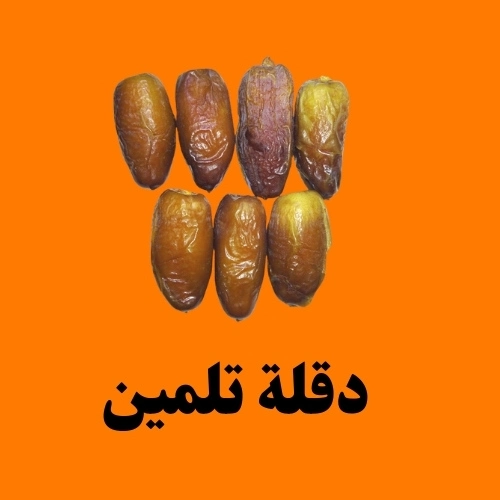 دقلة تلمين